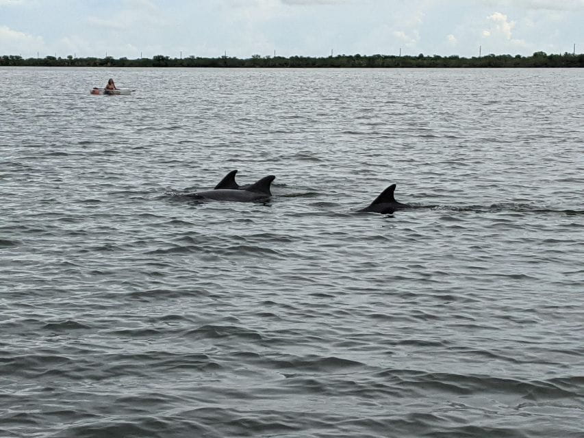 Orlando: Dolphin Clear Kayak or Paddle Board Adventure - Wildlife and Ecosystem