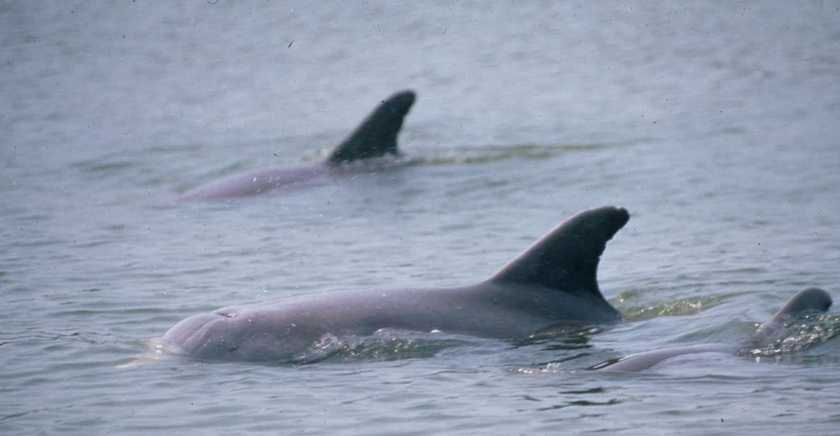 Orlando: Dolphin Clear Kayak or Paddle Board Adventure - Tour Experience