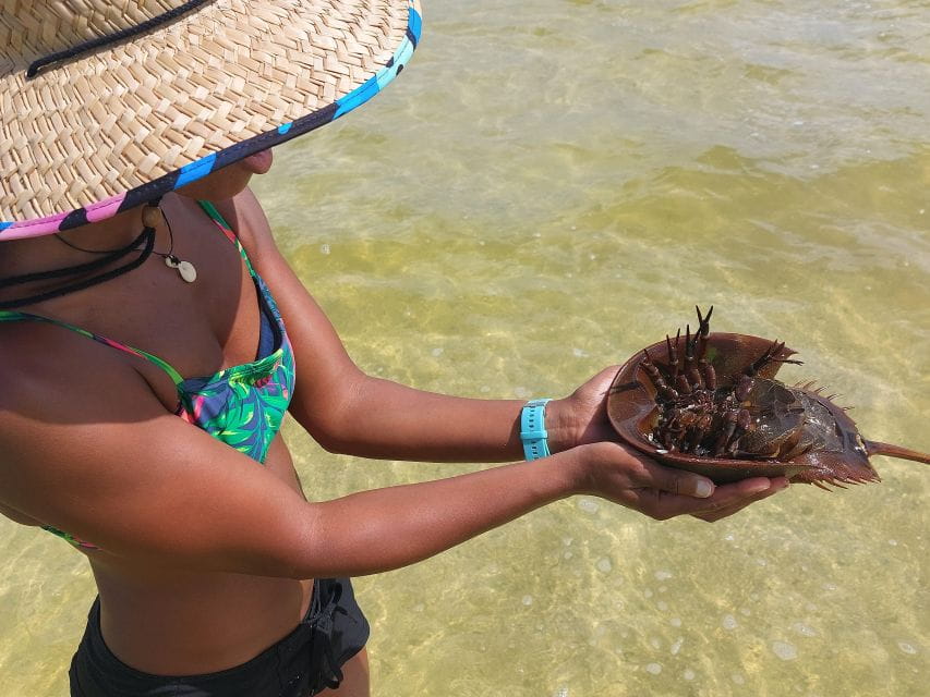 Orlando: Dolphin Clear Kayak or Paddle Board Adventure - Important Information