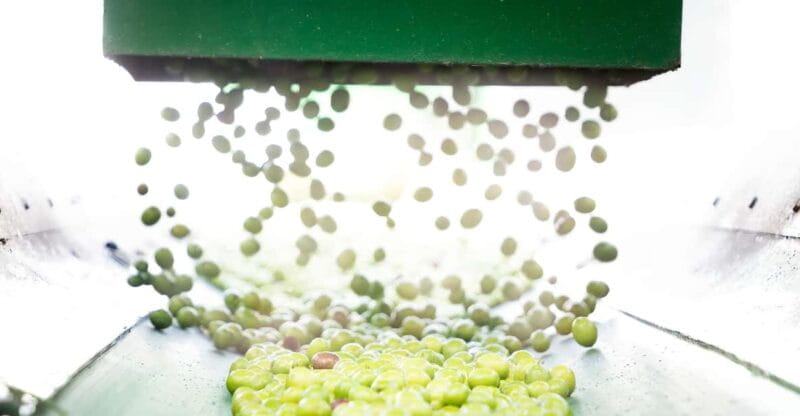 "Oro Bailén": Tour of Oro Bailen Grove + Mill + Tasting - Entering the World of Olive Oil: A Detailed Review