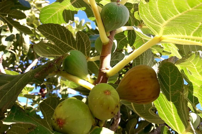 Orosei - 4x4 Tour & wine tasting - The Vineyards and Tasting Experience