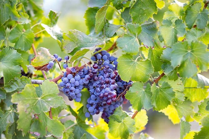 Orosei - 4x4 Tour & wine tasting - Practicalities: Logistics, Cost, and Who It’s For