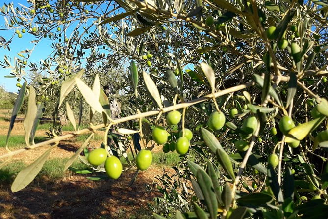 Orosei - 4x4 Tour & wine tasting - Final Thoughts