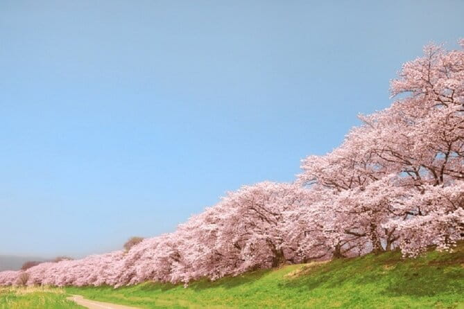 Osaka and Kyoto Stunning Cherry Blossoms and Sakura Cruise Tour - Health and Safety Guidelines