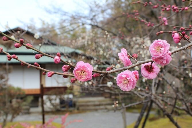 Osaka and Kyoto Stunning Cherry Blossoms and Sakura Cruise Tour - Tips for a Memorable Experience