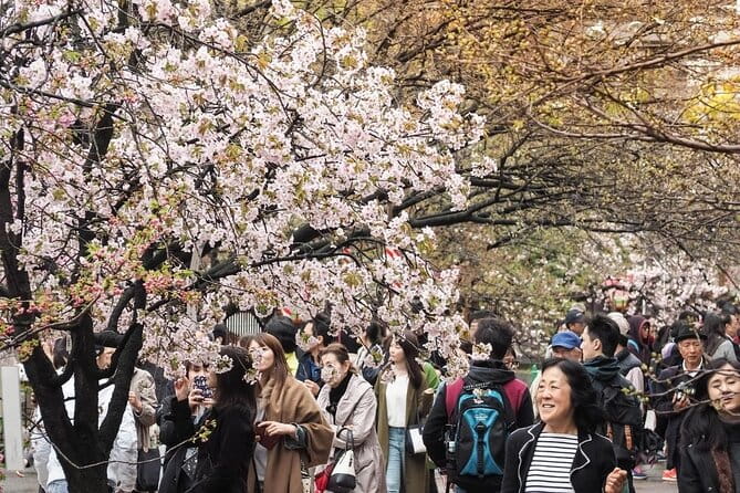 Osaka Cherry Blossom Tour With a Local: 100% Personalized Private - Accessibility Options for All Guests