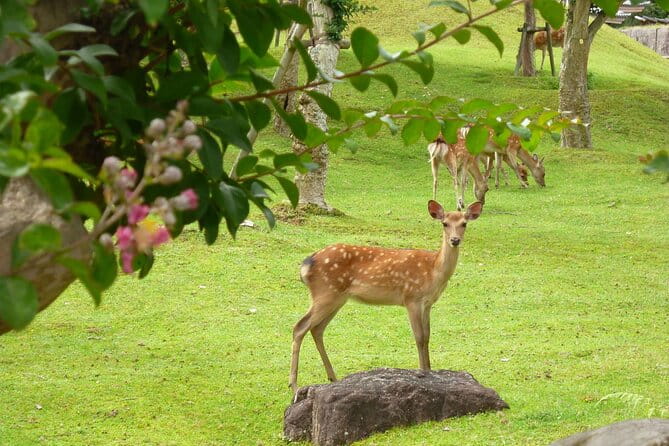 Osaka & Kyoto & Nara Top Hightlights English Speaking Tour - Exploring Osakas Highlights