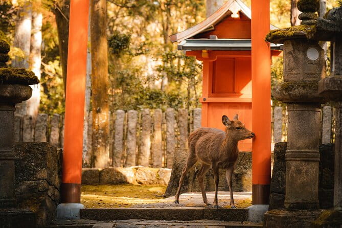 Osaka, Nara and Kyoto Day Trip With English Speaking Driver - Key Points