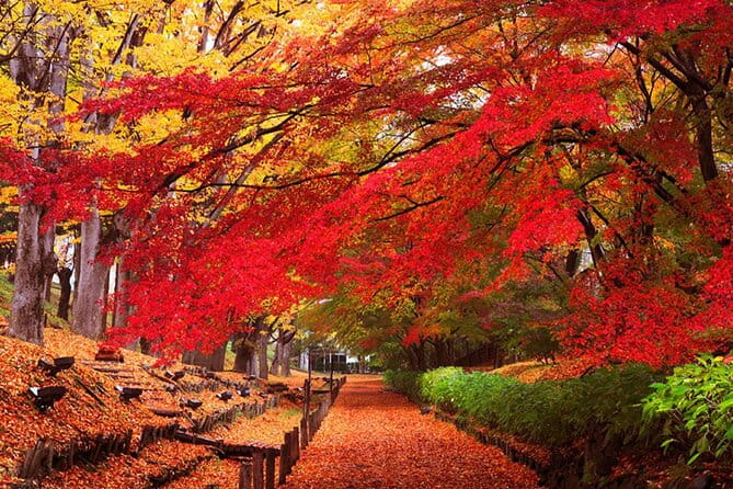 Osaka Private Charter Tour Miyama & Amanohashidate & Uji Routes - Experiencing Uji