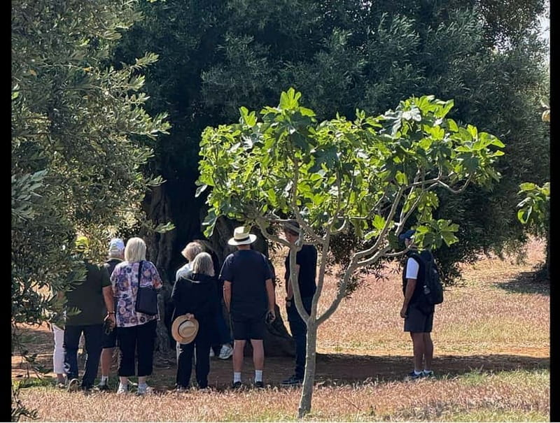 Ostuni: Farm tour among thousand-year-old olive trees with oil tasting - Key Points / Takeaways