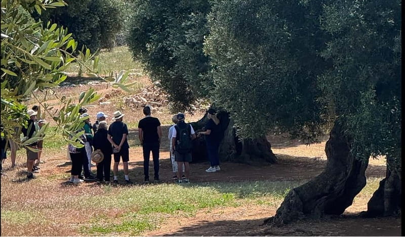 Ostuni: Farm tour among thousand-year-old olive trees with oil tasting - The Practical Side: Logistics, Cost, and Who It’s For