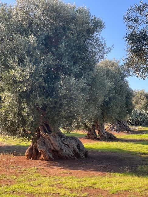 Ostuni: Farm tour among thousand-year-old olive trees with oil tasting - Final Thoughts: Is It Worth It?