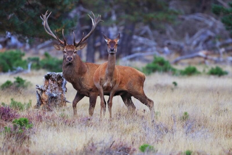 Otterlo: De Hoge Veluwe National Park Entry Ticket - Entering The Green Heart of the Netherlands