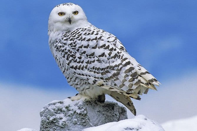 Ounasvaara and Ranua Zoo - The Sum Up