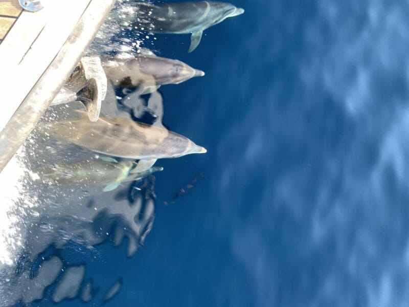 Ouranoupoli: Mount Athos Sightseeing Glass-Bottom Boat Tour - Who Will Love This Tour?