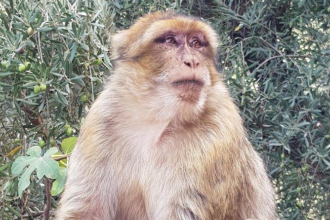 Ouzoud Waterfalls Day Trip From Marrakech With Boat Trip! - Accessibility and Group Size