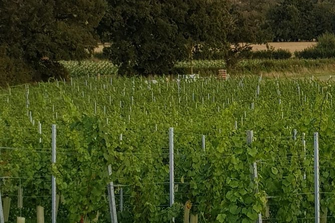 Owners Vineyard Tour and Tasting at Oastbrook - Accessibility and Additional Information