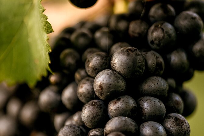 Owners Vineyard Tour and Tasting at Oastbrook - Booking and Flexible Cancellation