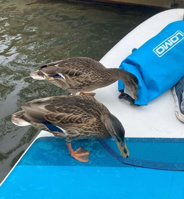 Oxford: Paddleboarding Tour with Lesson - Final Thoughts: Is It Worth It?