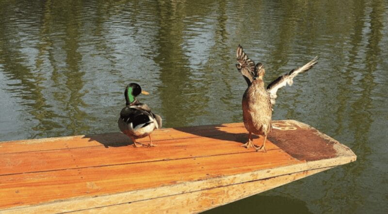 Oxford : Private Punt Tour - Key Points / Takeaways