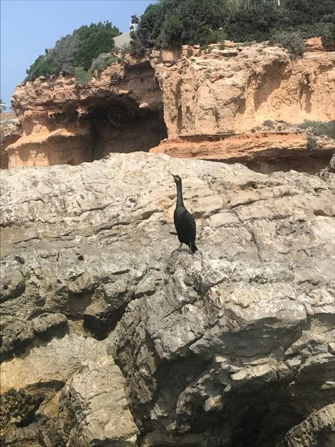 Paddle Surf Course, Cave Visit, Coves, Snorkeling - Things To Know