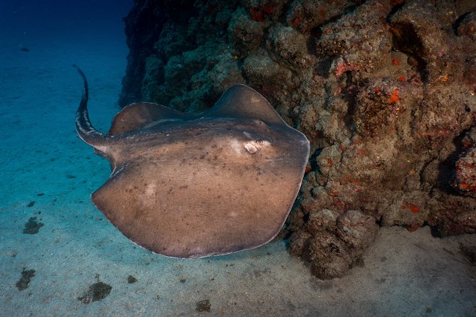 PADI Open Water Course in Playa De Las Americas - Certification Process