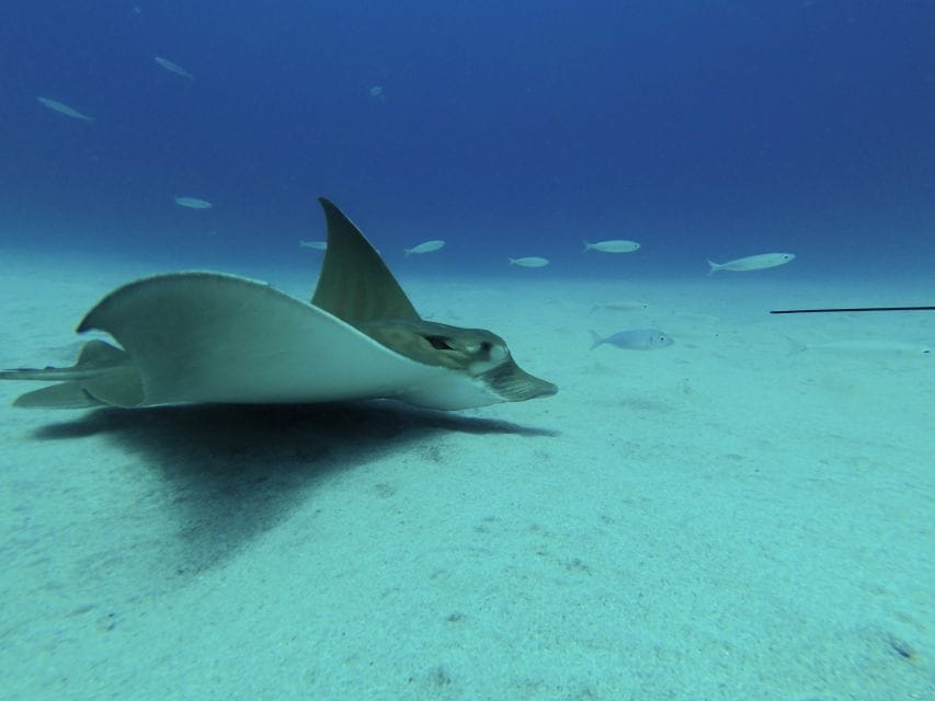 PADI ReActivate Course - Things To Know