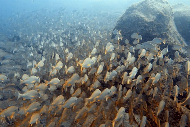 PADI Scuba Dive Course in Costa Adeje - What the Course Includes: Equipment, Instruction, and Safety