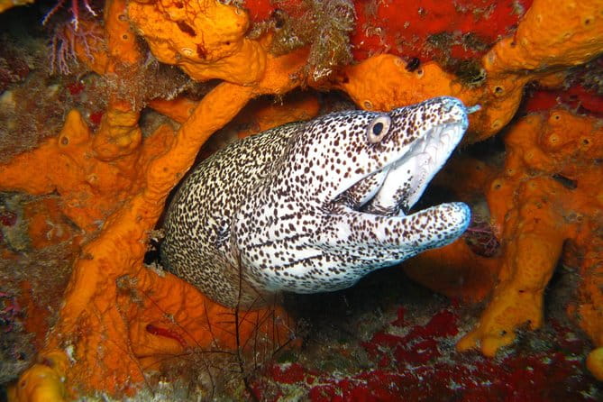 PADI Scuba Dive Course in Costa Adeje - What to Expect Underwater: The Marine World of Tenerife