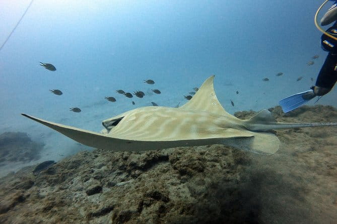 PADI Scuba Dive Course in Costa Adeje - Value and Practical Considerations