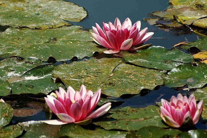 Palace of Versailles & Giverny Audio Guide Tour with Pickup and Drop Off - Practical Tips for Potential Travelers