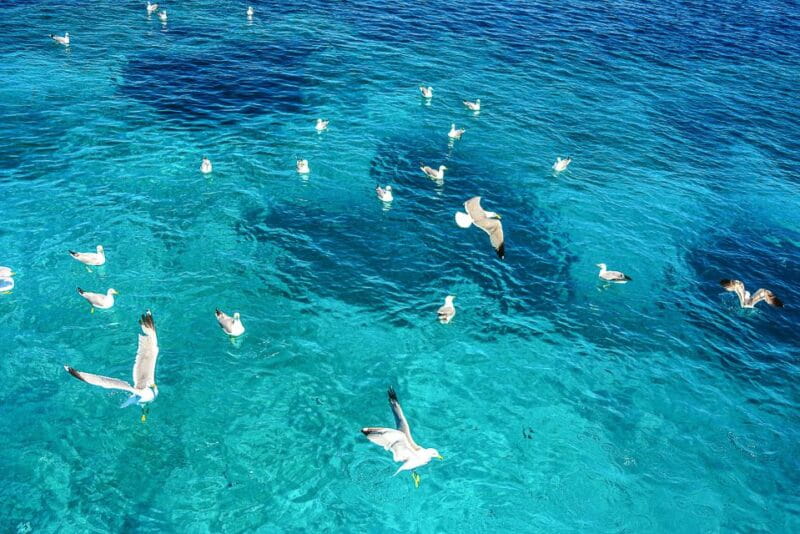 Palau: La Maddalena Archipelago and Caprera Island Boat Tour - FAQ