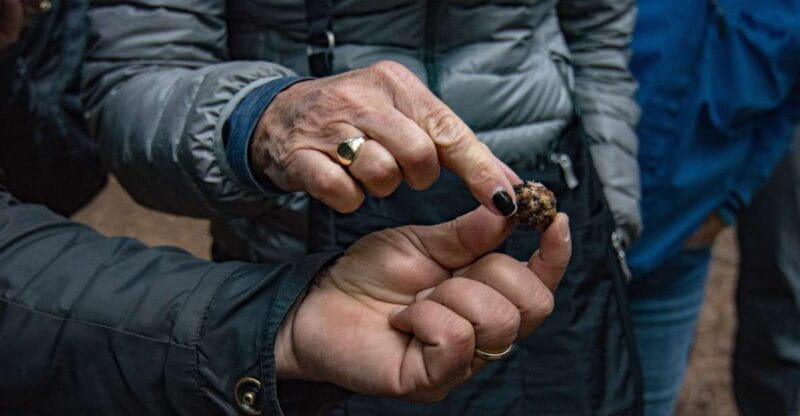 Palazzolo Acreide: Truffle Hunting with Lunch and Wine - Learning to Use Truffles: From Field to Kitchen