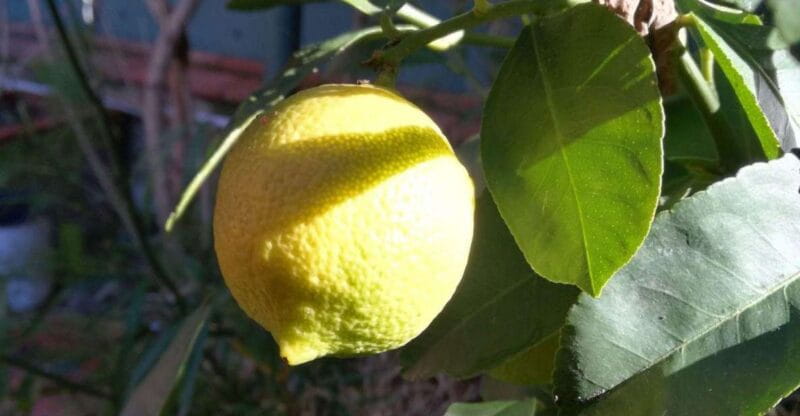 Palermo: Cooking and Limoncello Class - Palermo: Cooking and Limoncello Class – A Flavorful Dive into Sicily’s Culinary Heart