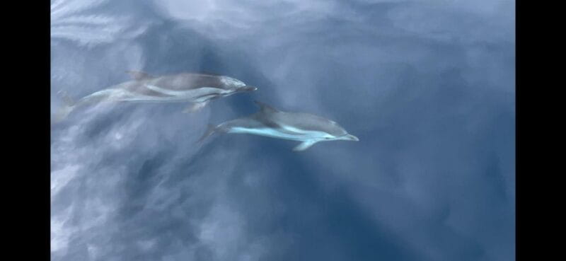 Palermo: Full-Day Snorkeling Boat Tour with Lunch and Wine - Water Time and Free Exploration