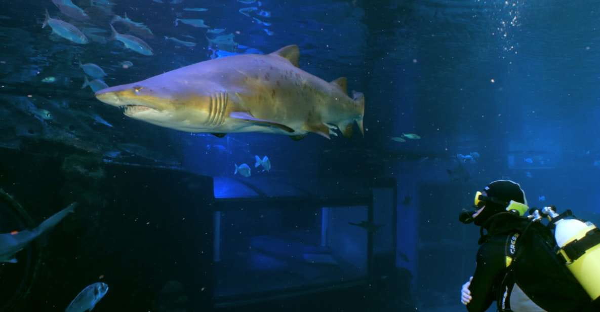 Palma De Mallorca: Shark Dive at Palma Aquarium - Dive Experience Details