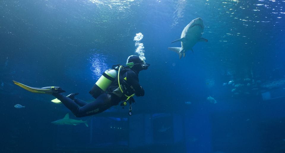 Palma De Mallorca: Shark Dive at Palma Aquarium - Diving Equipment Included