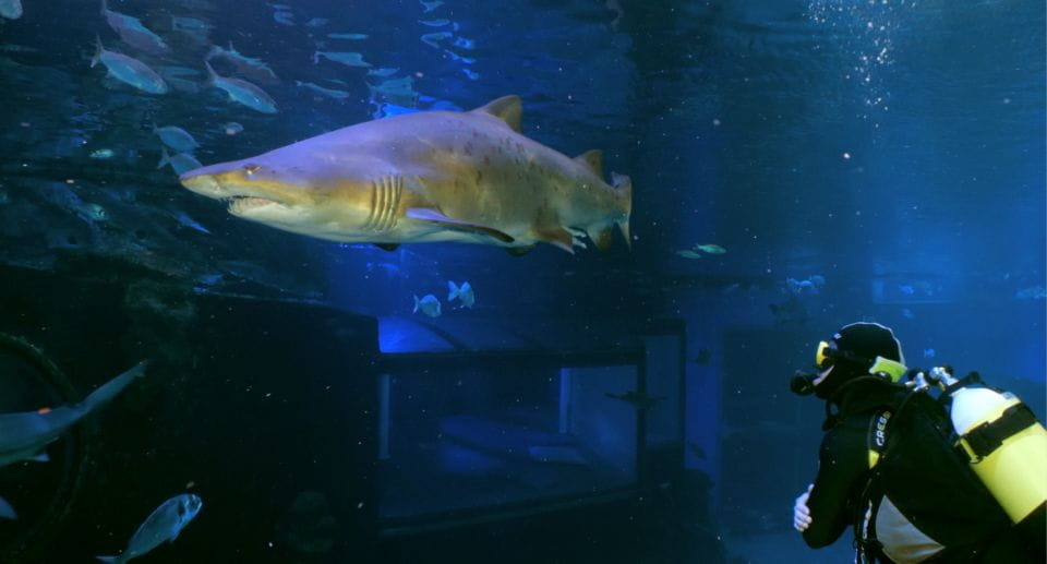 Palma De Mallorca: Shark Dive at Palma Aquarium - Diving Insurance Coverage