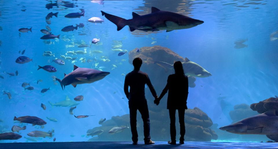 Palma De Mallorca: Shark Dive at Palma Aquarium - Medical Certificate Requirement