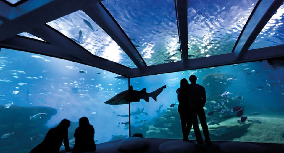 Palma De Mallorca: Shark Dive at Palma Aquarium - Frequently Asked Questions