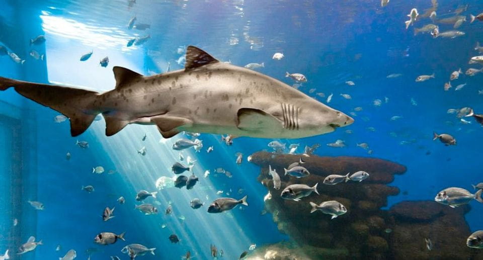 Palma: Palma Aquarium Ticket With Transfer Service - Aquarium Experience Highlights