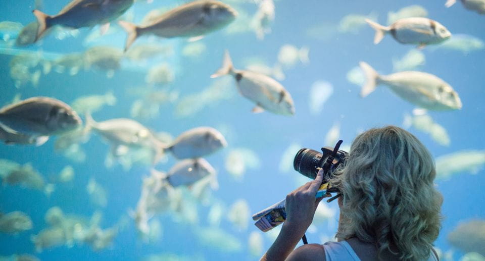Palma: Palma Aquarium Ticket With Transfer Service - Inclusions for Participants