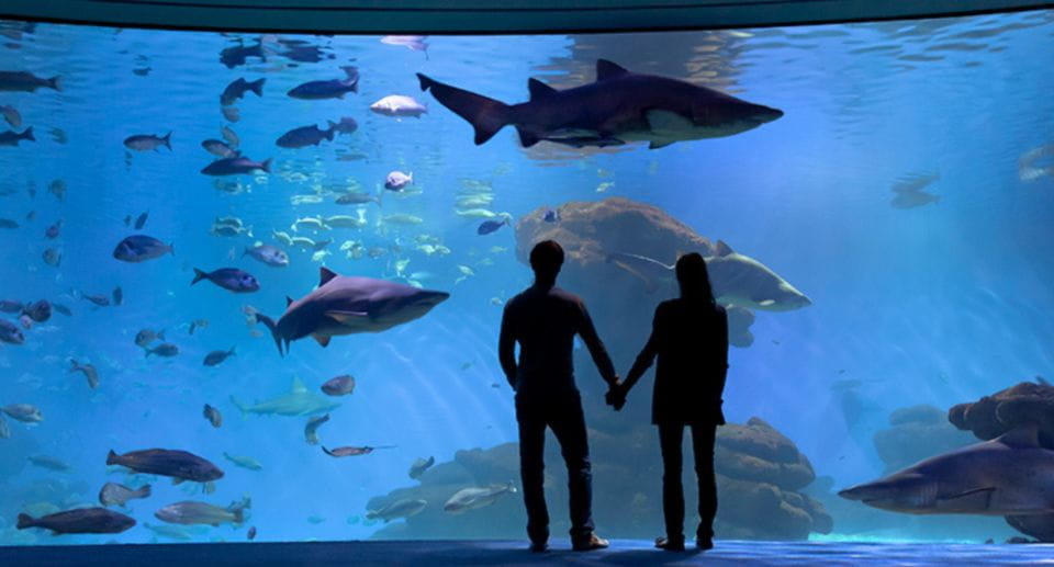 Palma: Palma Aquarium Ticket With Transfer Service - Customer Reviews Overview