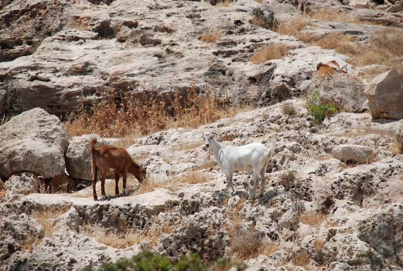 Paphos :Akamas Jeep Safari with cruise to the Blue Lagoon - Key Points and Takeaways