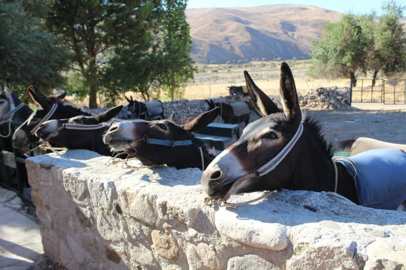 Paphos/Limassol: Donkey Farm Day Trip with Lunch & Tastings - Introducing the Cyprus Donkey Farm Day Trip