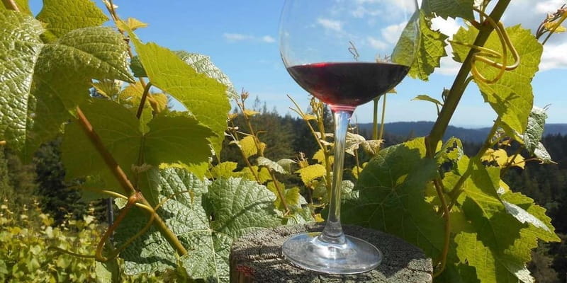 Paphos: Private Wine Tour with Tastings and Winery Visits - FAQ