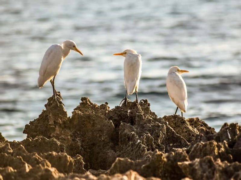 Paphos: Sea Star Cruise to Coral Bay - Final Thoughts: Is It Worth It?