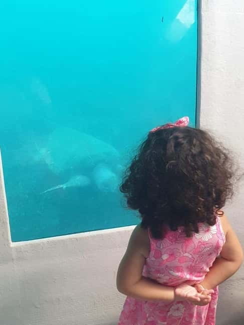 Paphos: Sunset Cruise, Turtle Watching, & Unlimited Drinks - Key Points / Takeaways