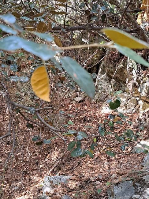 Paphos: Troodos Mountains Jeep Tour with Wine Tasting - Price, Duration, and Who Should Consider This Tour