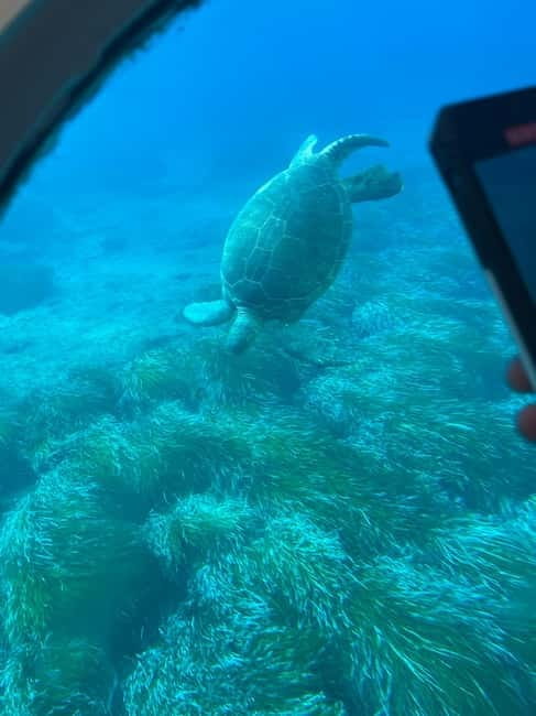 Paphos: Turtle Watching Cruise,Snorkelling Adventure &Sunset - A Detailed Look at the Paphos Turtle Watching Cruise